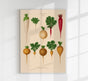 Radish Chart Nr. 2 – Botanical Art Print | UV-Resistant Fine Art Poster