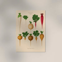 Radish Chart Nr. 2 – Botanical Art Print | UV-Resistant Fine Art Poster — Ansicht 3