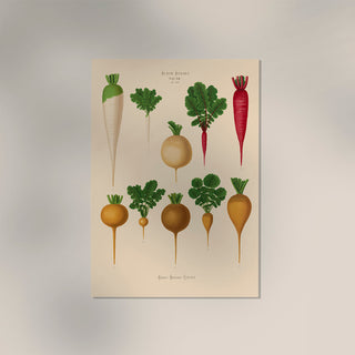 Radish Chart Nr. 2 – Botanical Art Print | UV-Resistant | Fine Art Poster