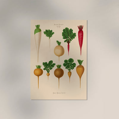 Radish Chart Nr. 2 – Botanical Art Print | UV-Resistant Fine Art Poster