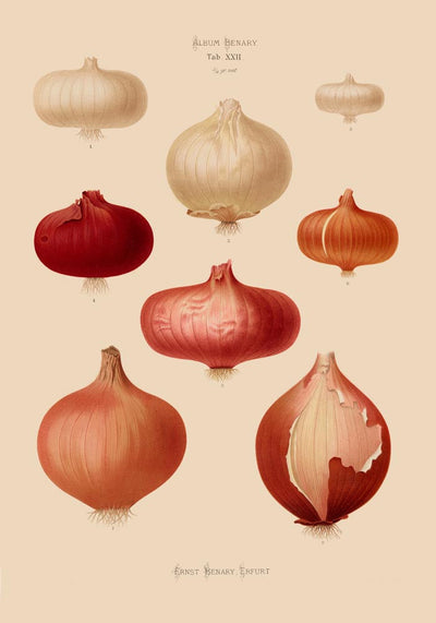 Onions Chart Botanical Poster – Botanische Illustration Fine Art Print UV-beständig