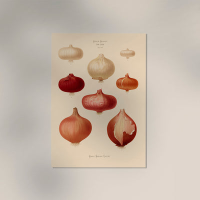 Onions Chart Botanical Poster – Botanische Illustration Fine Art Print UV-beständig