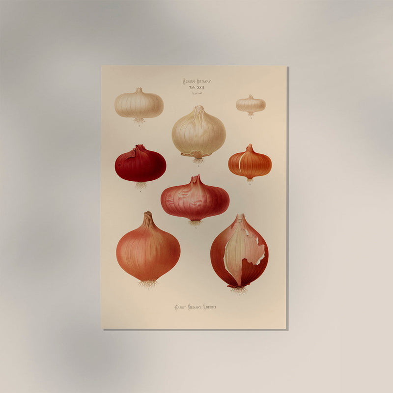 Onions Chart Botanical Poster – Botanische Illustration Fine Art Print UV-beständig — Ansicht 3