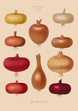 Onions Chart Nr 2 Botanical Poster – Fine Art Print | UV-resistent | Botanical Design