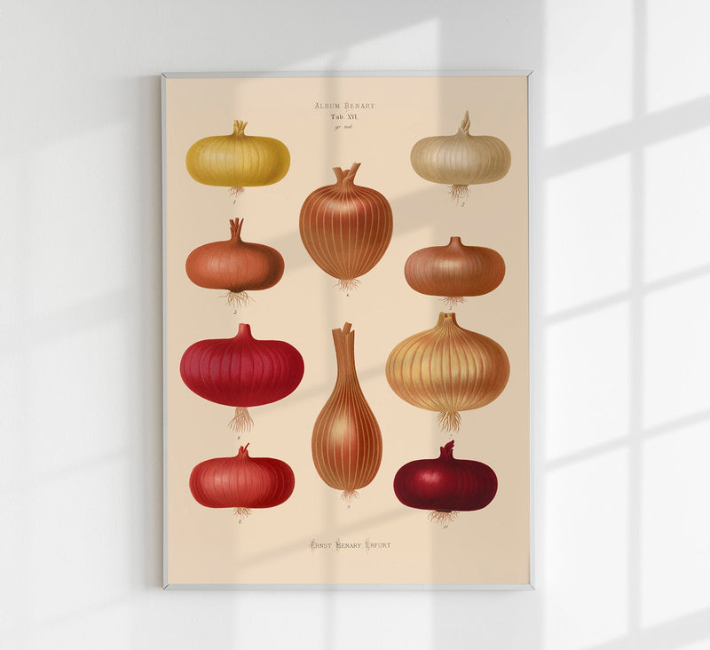 Onions Chart No. 2 Botanical Poster – Fine Art Print UV-Resistant | Patroa Studio — Patroa Studio