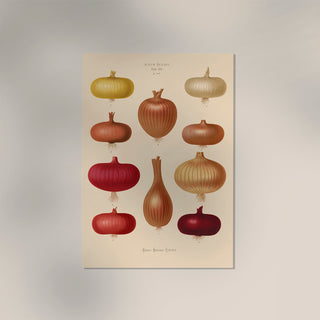 Onions Chart Nr 2 Botanical Poster – Fine Art Print | UV-resistent | Botanical Design