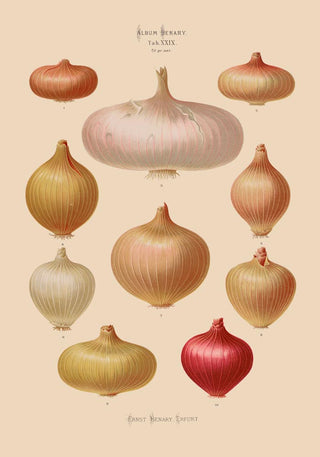 Onions Chart Nr 3 Botanical Poster – Fine Art Print | UV-resistent | Vintage Botanical Design