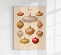 Onions Chart No. 3 Botanical Poster – Fine Art Print UV-resistant Vintage Design — Ansicht 1