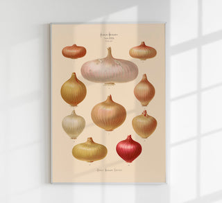 Onions Chart Nr 3 Botanical Poster – Fine Art Print | UV-resistent | Vintage Botanical Design