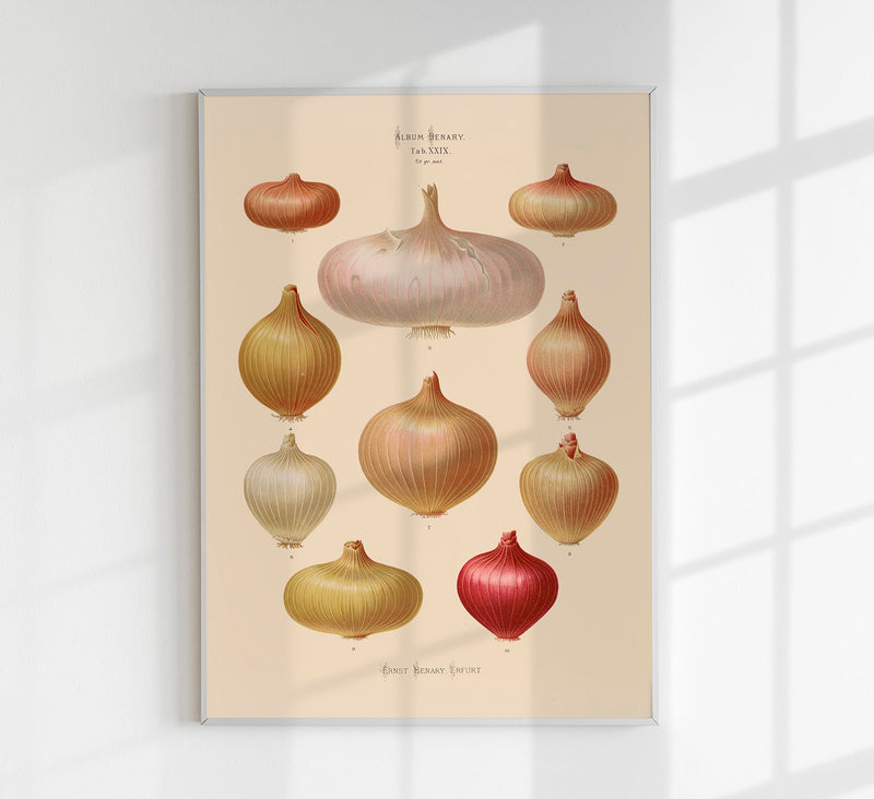 Onions Chart No. 3 Botanical Poster – Fine Art Print UV-resistant Vintage Design — Patroa Studio