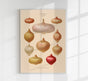 Onions Chart No. 3 Botanical Poster – Fine Art Print UV-resistant Vintage Design