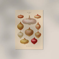 Onions Chart No. 3 Botanical Poster – Fine Art Print UV-resistant Vintage Design — Ansicht 3