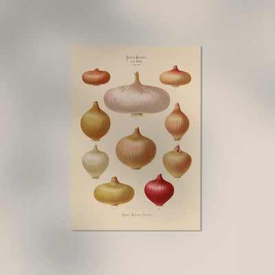 Onions Chart No. 3 Botanical Poster – Fine Art Print UV-resistant Vintage Design
