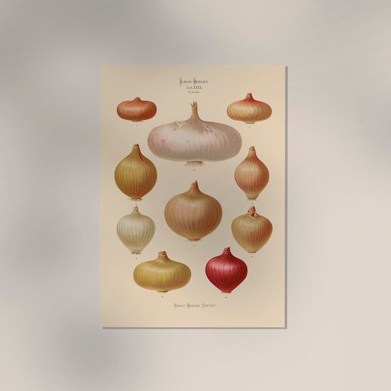 Onions Chart No. 3 Botanical Poster – Fine Art Print UV-resistant Vintage Design — Ansicht 3