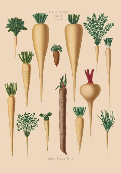 Culinary Roots Chart – Botanical Kitchen Roots Art Print | Fine Art Print
