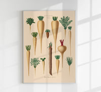 Culinary Roots Chart – Botanical Kitchen Roots Art Print | Fine Art Print — Ansicht 1