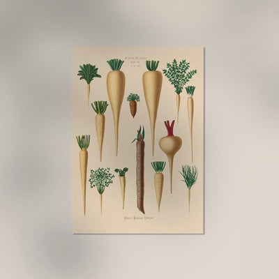 Culinary Roots Chart – Botanical Kitchen Roots Art Print | Fine Art Print