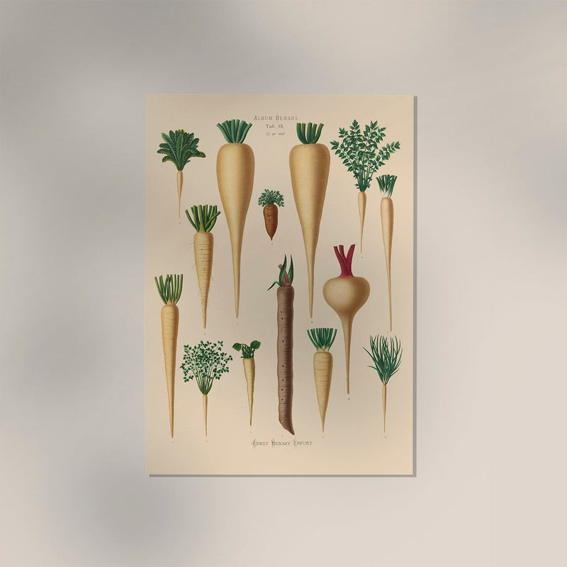 Culinary Roots Chart – Botanical Kitchen Roots Art Print | Fine Art Print — Ansicht 3