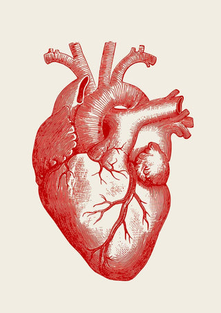 Anatomical Heart Red – Wissenschaftliches Poster | Herz-Anatomie | UV-beständig