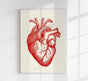 Anatomical Heart Red – Scientific Poster Heart Anatomy UV-resistant