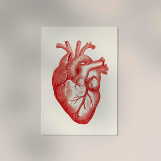 Anatomical Heart Red – Wissenschaftliches Poster | Herz-Anatomie | UV-beständig