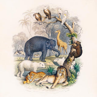 Animal Kingdom – Oliver Goldsmith | Vintage Natural History | Fine Art