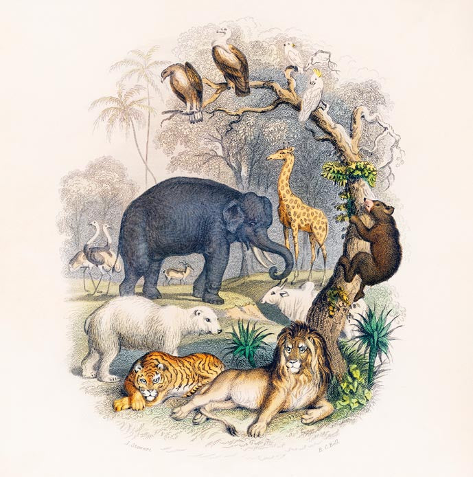 Animal Kingdom – Oliver Goldsmith Vintage Natural History Fine Art Print — Ansicht 3