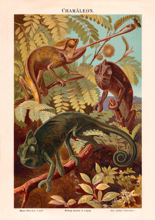 Chameleons Nature Poster – Wildlife | Fine Art | Canvas