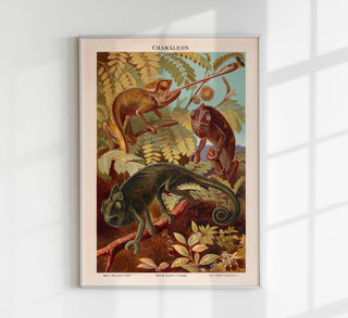 Chameleons Nature Poster – Wildlife | Fine Art | Canvas
