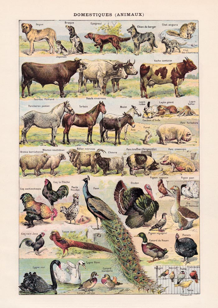 Domestic Animals French Illustration – Art Print Berlin — Ansicht 3