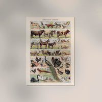 Domestic Animals French Illustration – Art Print Berlin — Ansicht 2