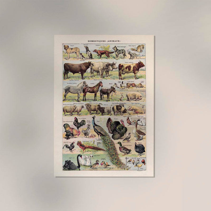 Domestic Animals French Illustration – Art Print Berlin — Ansicht 2