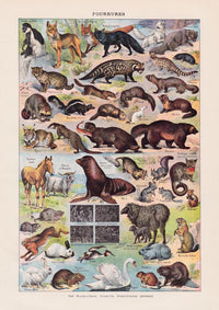 Fur Animals French Illustration – Kunstdruck Poster — Ansicht 3