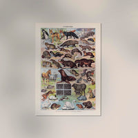 Fur Animals French Illustration – Kunstdruck Poster — Ansicht 2