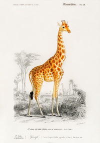 Giraffe Animal Illustration – Kunstdruck handgefertigt Berlin — Ansicht 3
