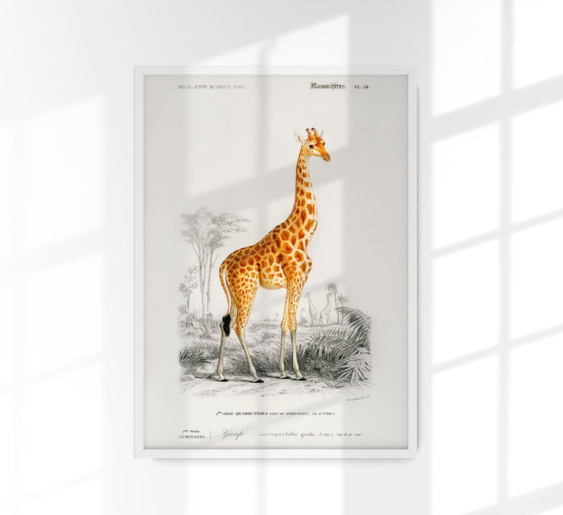 Giraffe Animal Illustration – Kunstdruck handgefertigt Berlin — Patroa Studio