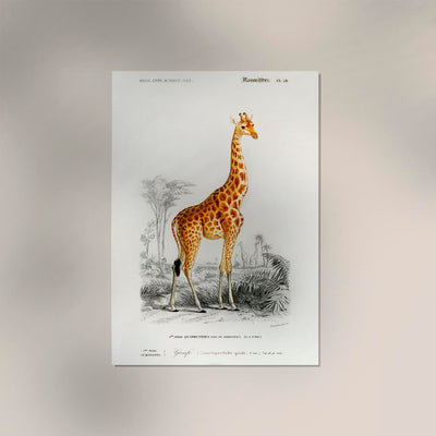 Giraffe Animal Illustration – Handmade Art Print Berlin