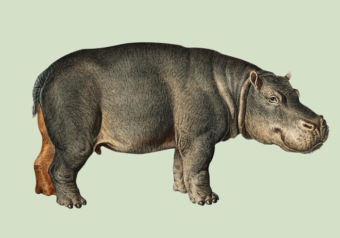 Hippopotamus Animal Illustration Poster – Handgedruckt Berlin — Ansicht 3