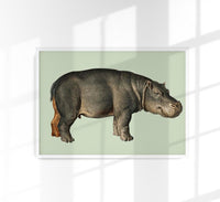 Hippopotamus Animal Illustration Poster – Handgedruckt Berlin — Ansicht 1