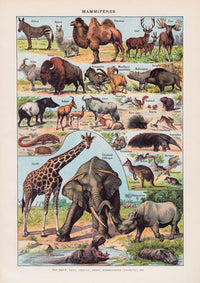 Mammals 1 Animal Illustration – Art Print Patroa Studio — Ansicht 3