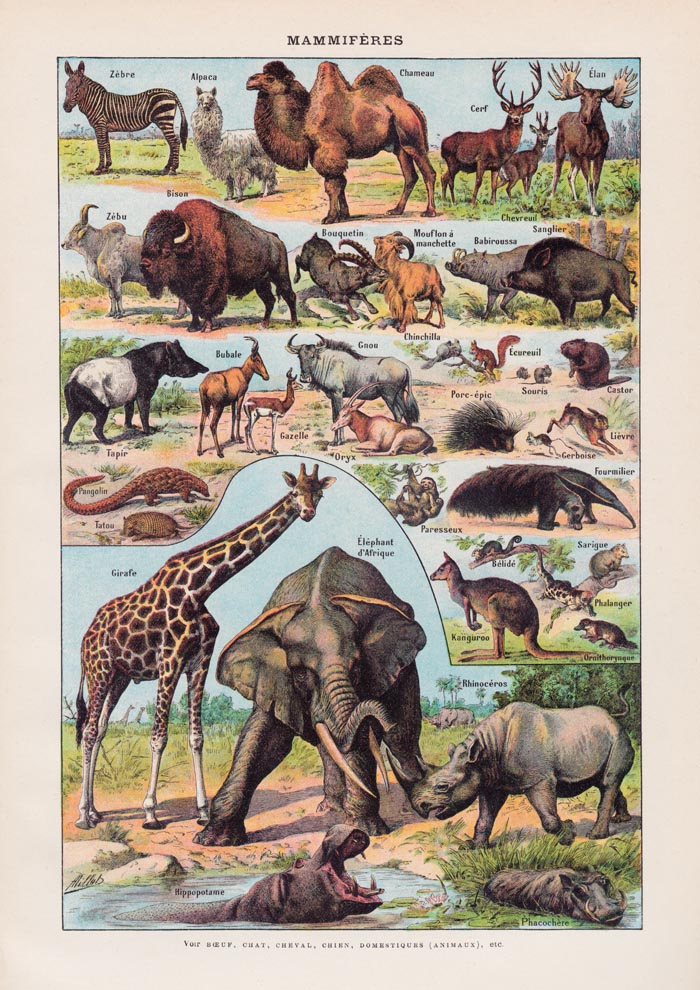 Mammals 1 Animal Illustration – Art Print Patroa Studio — Ansicht 3