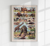 Mammals 1 Animal Illustration – Art Print Patroa Studio — Ansicht 1