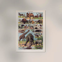 Mammals 1 Animal Illustration – Art Print Patroa Studio — Ansicht 2