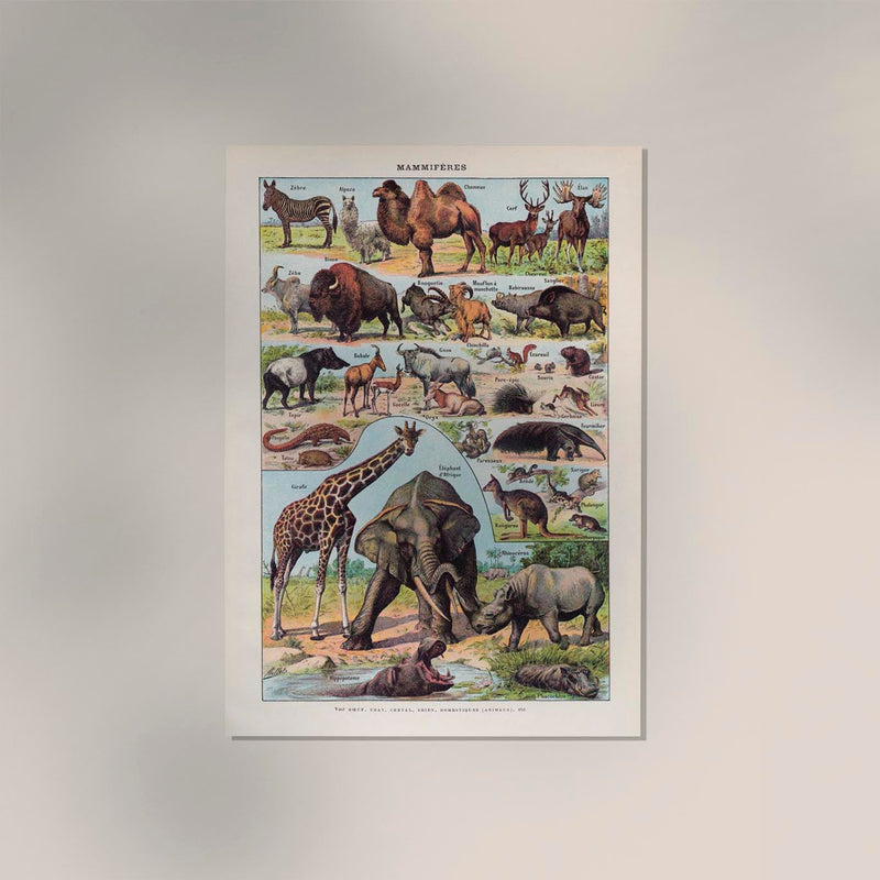 Mammals 1 Animal Illustration – Art Print Patroa Studio — Ansicht 2