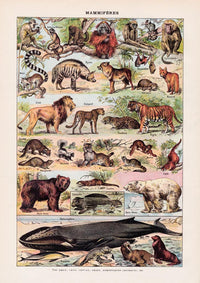 Mammals 2 Animal Illustration – Vintage Poster Patroa Studio — Ansicht 3