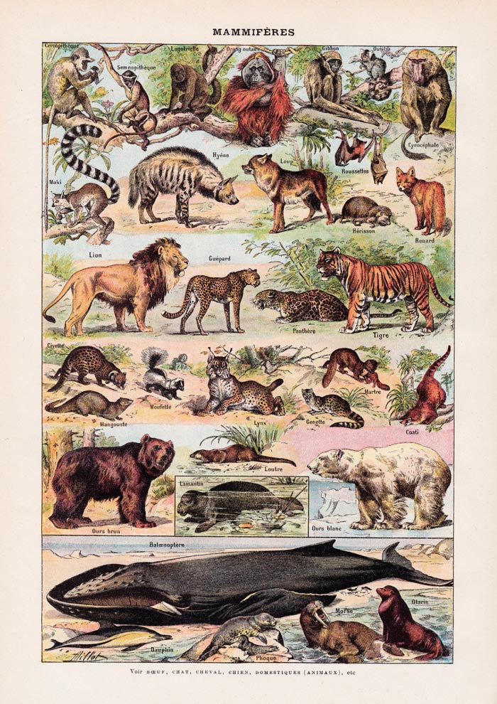 Mammals 2 Animal Illustration – Vintage Poster Patroa Studio — Ansicht 3