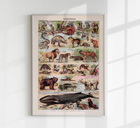 Mammals 2 Animal Illustration – Vintage Poster Patroa Studio — Ansicht 1