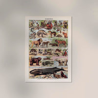 Mammals 2 Animal Illustration – Vintage Poster Patroa Studio — Ansicht 2