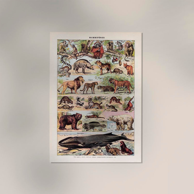 Mammals 2 Animal Illustration – Vintage Poster Patroa Studio — Ansicht 2