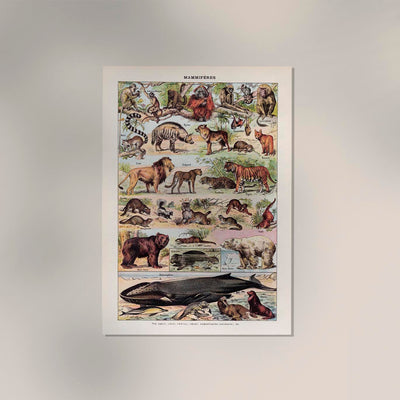 Mammals 2 Animal Illustration – Vintage Poster Patroa Studio